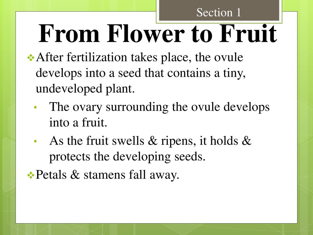 Section 1 From Flower to Fruit. After fertilization takes place, the ovule develops into a seed that contains a tiny, undeveloped plant.