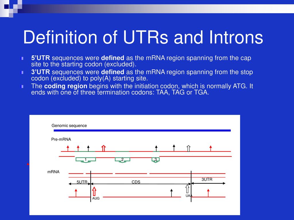 What Is The 3utr Site Of Mrna Socratic Free Download Photo Gallery