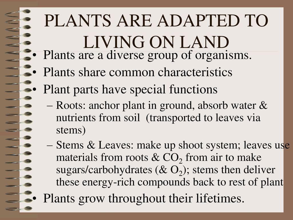 PLANTS PLANTS ARE ADAPTED TO LIVING ON LAND - ppt download
