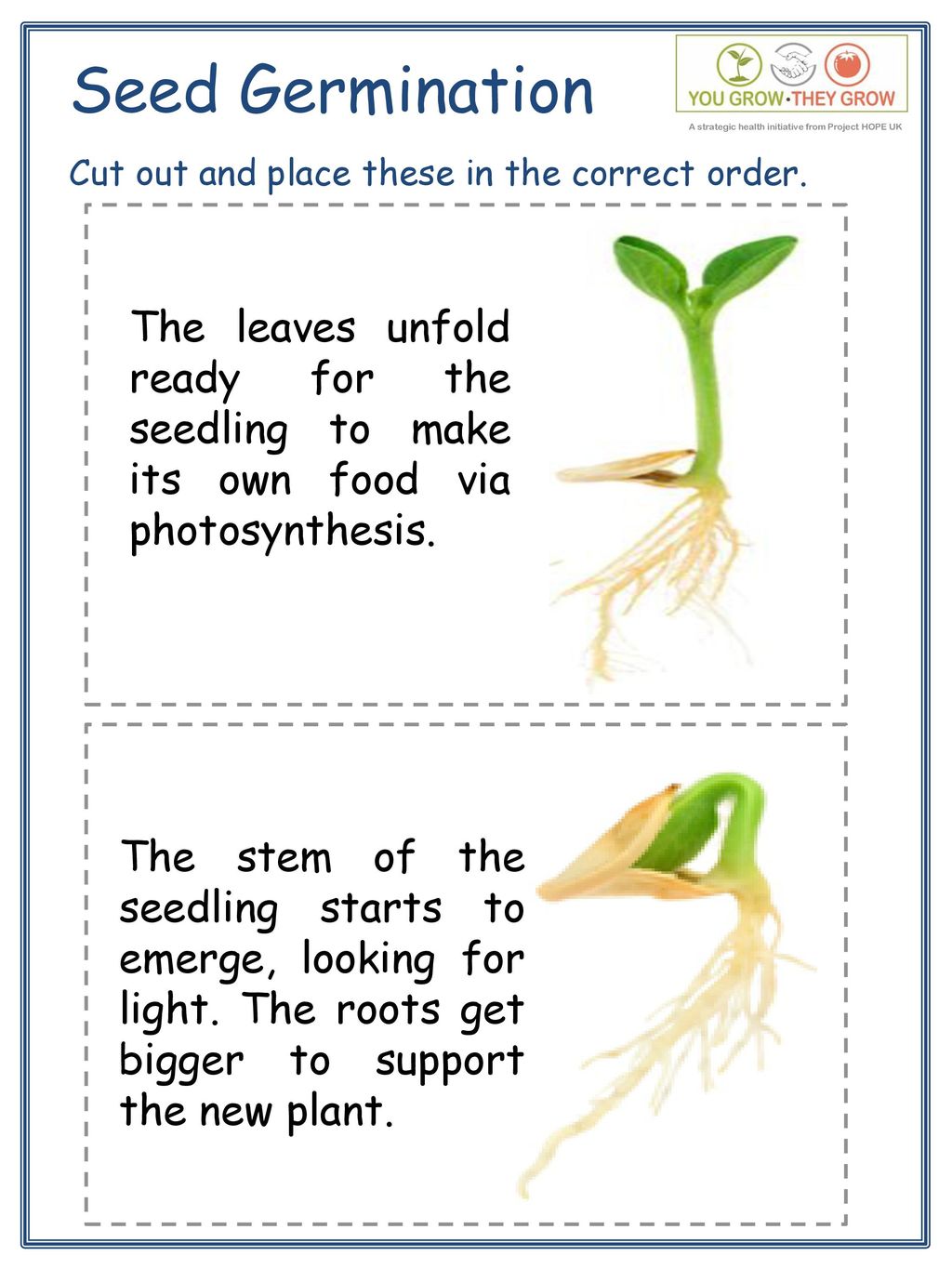 Seed Germination Can you put the sequence in the correct order? ppt ...