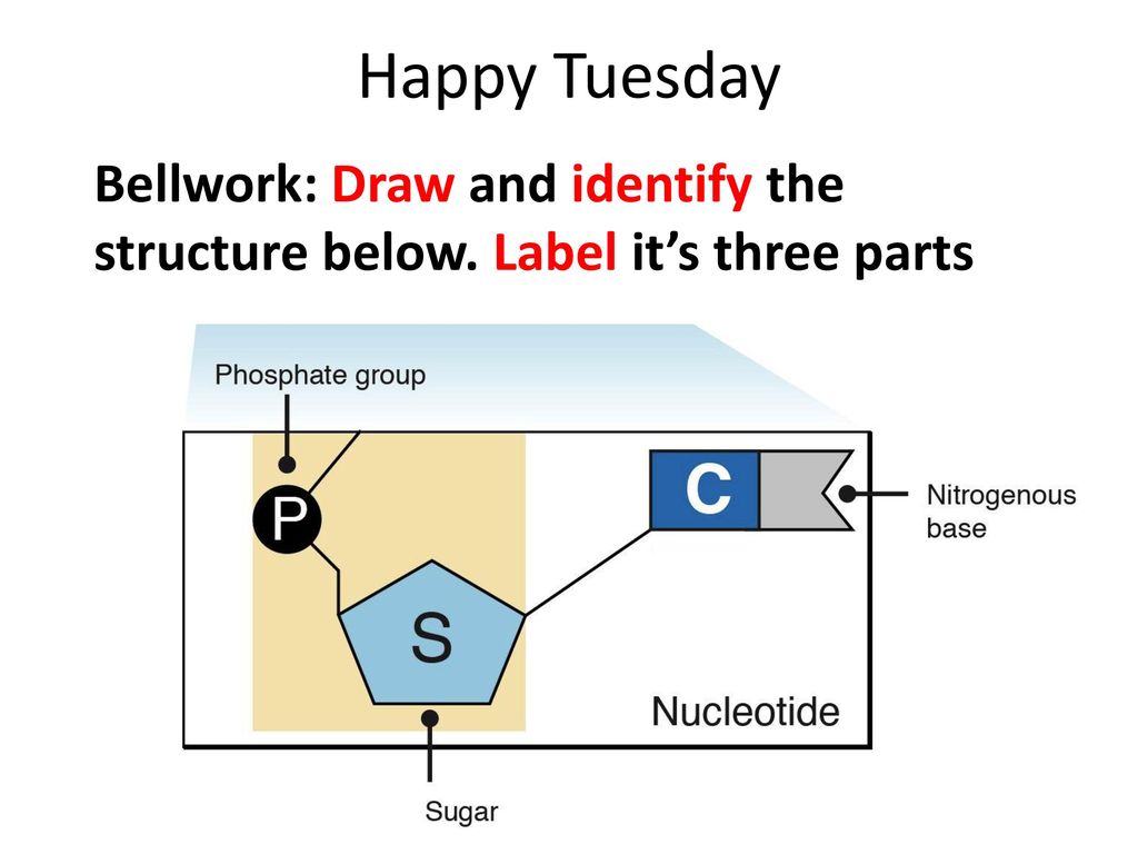 Happy Tuesday Bellwork: Draw and identify the structure below ...