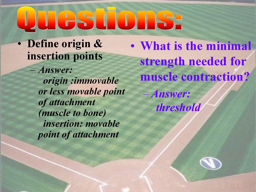 Baseball The Muscular System - ppt download