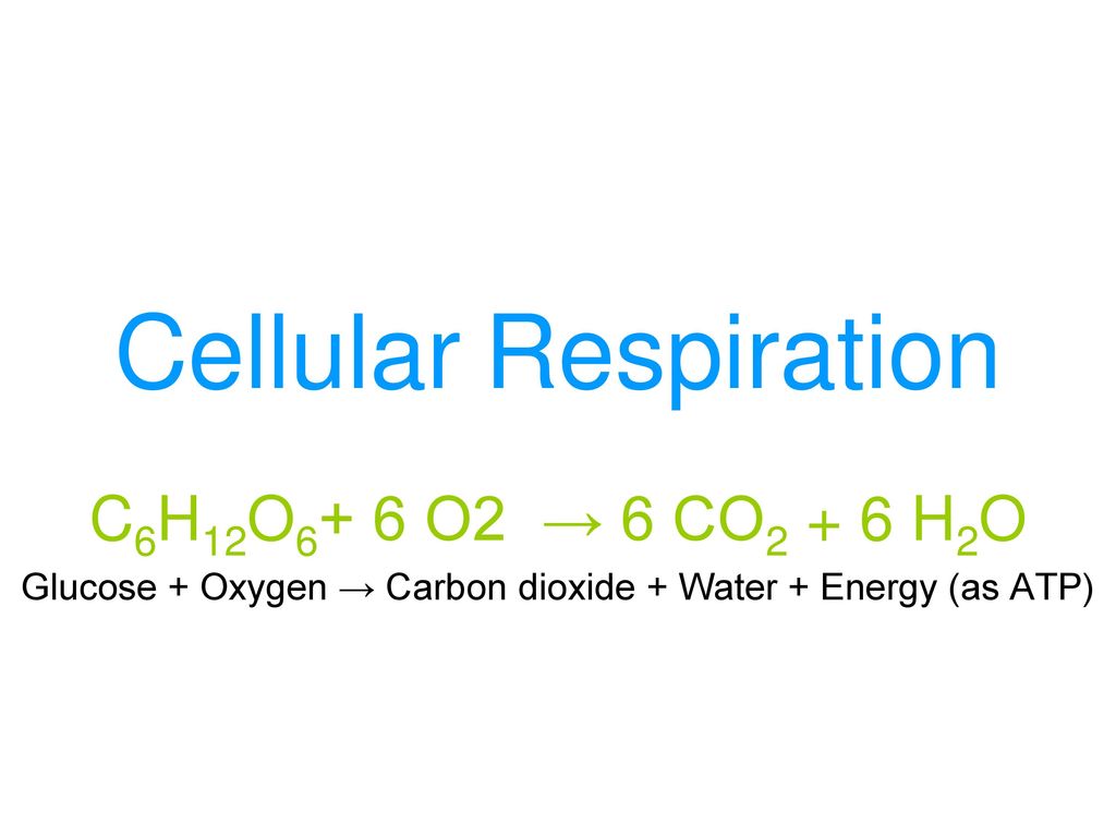 Glucose + Oxygen → Carbon dioxide + Water + Energy (as ATP) ppt download