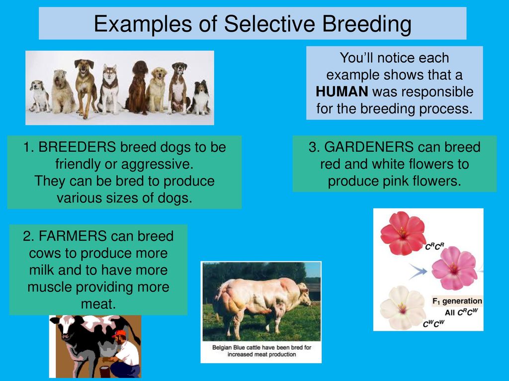 Title Your Page Selective Breeding And Natural Selection Notes Ppt Download