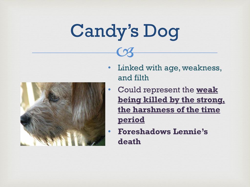what page is candys dog killed