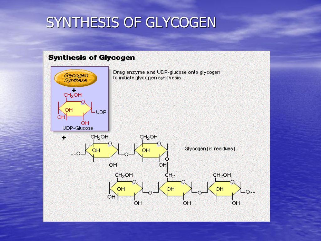 SYNTHESIS OF GLYCOGEN