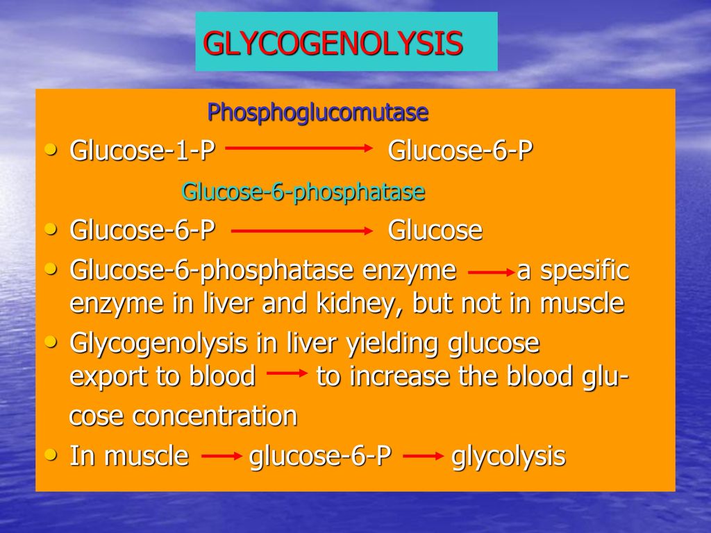 GLYCOGENOLYSIS Phosphoglucomutase Glucose-1-P Glucose-6-P