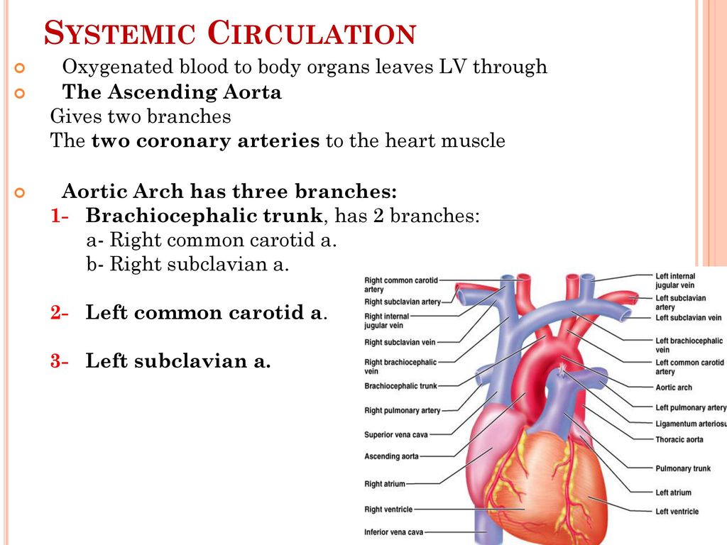Cardiovascular System Ppt Download