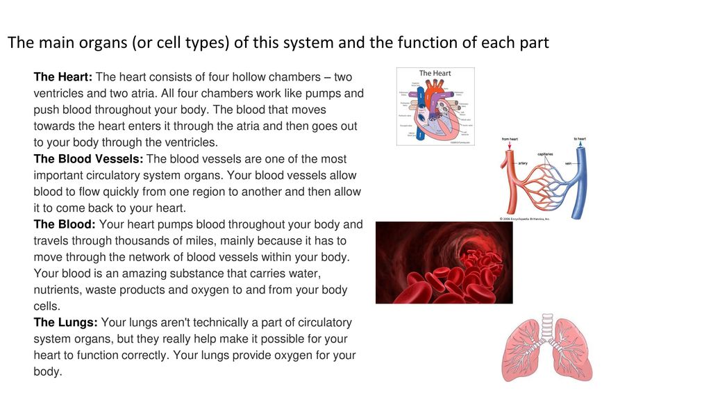 The main organs (or cell types) of this system and the function of each part