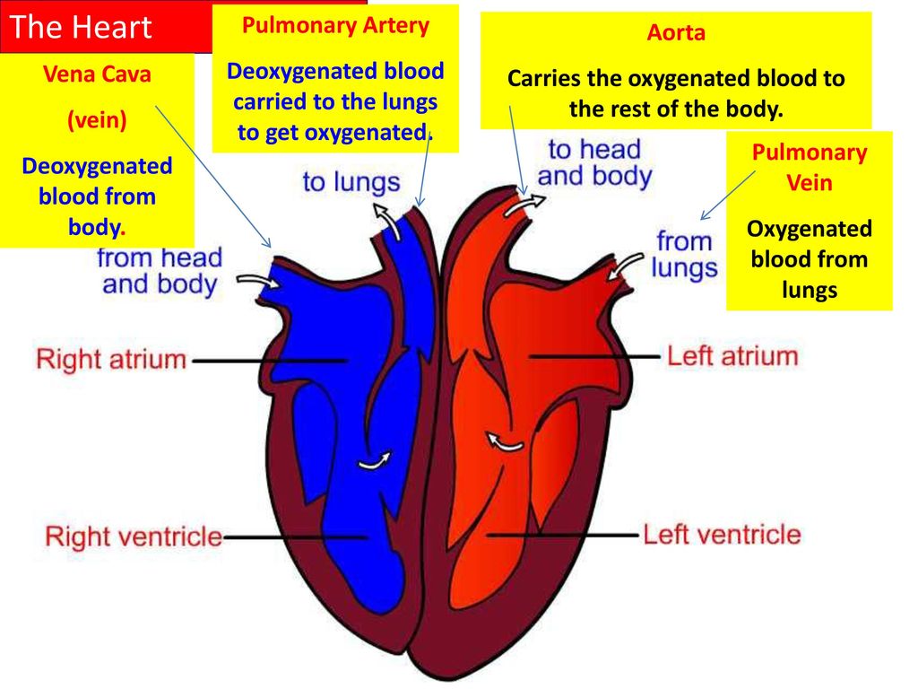 Oxygenated and deoxygenated blood in the heart diagram