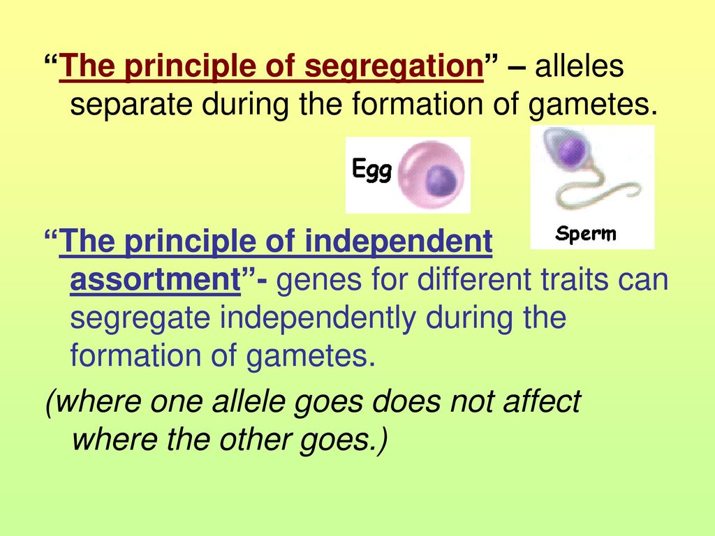 The principle of segregation – alleles separate during the formation of gametes.