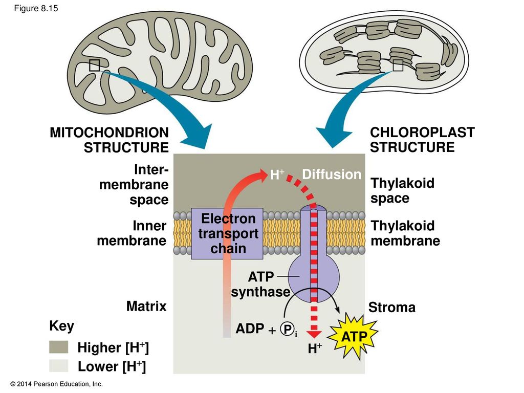 8 Photosynthesis. - ppt download