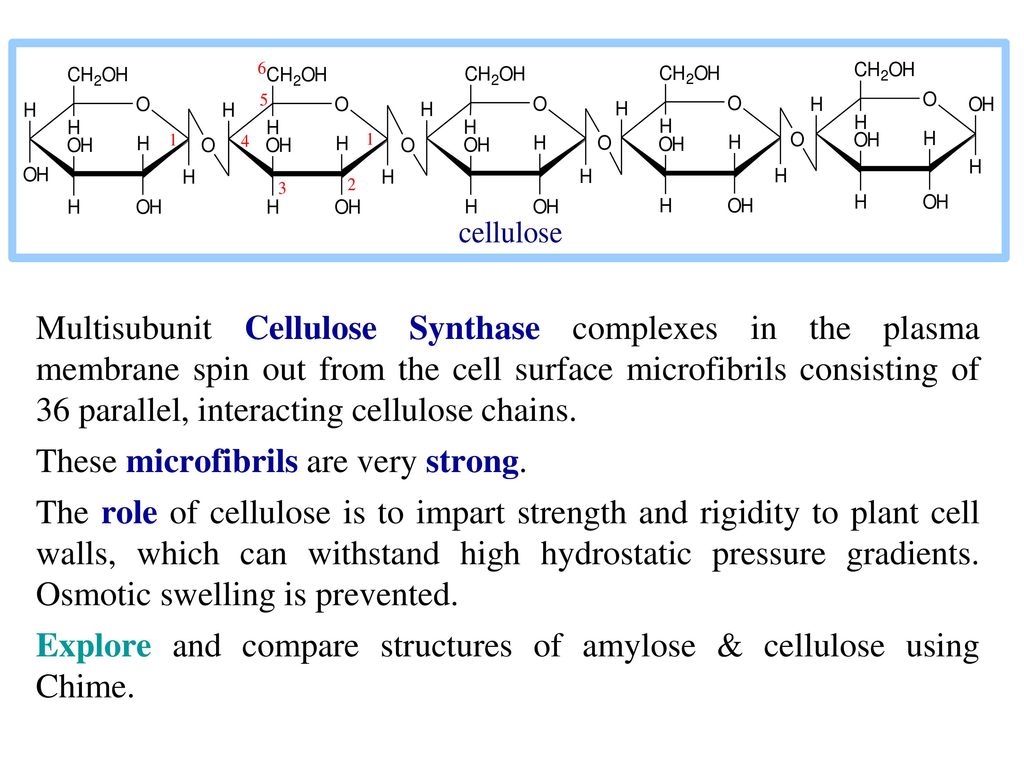 Multisubunit Cellulose Synthase complexes in the plasma membrane spin out from the cell surface microfibrils consisting of 36 parallel, interacting cellulose chains.