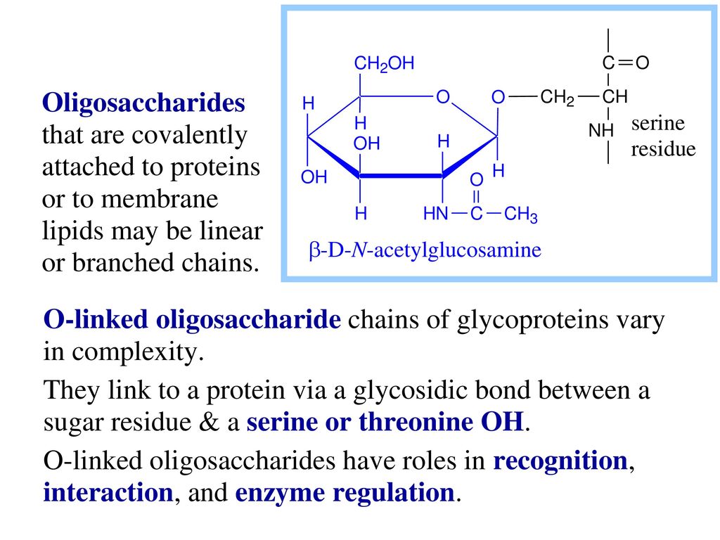 Oligosaccharides that are covalently attached to proteins or to membrane lipids may be linear or branched chains.