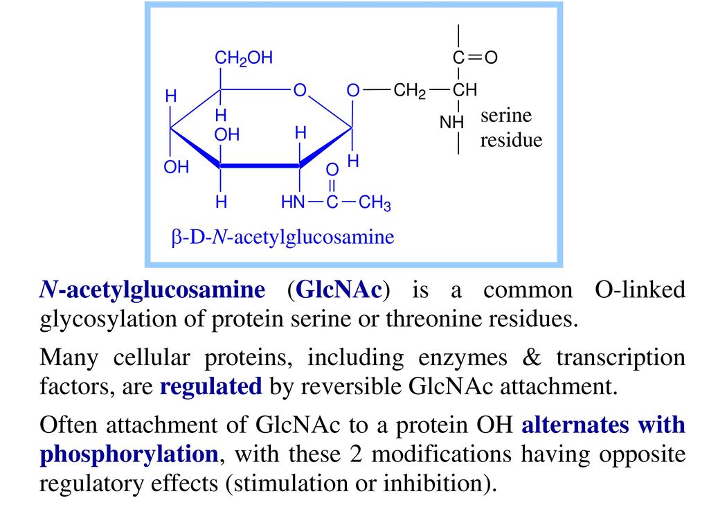 N-acetylglucosamine (GlcNAc) is a common O-linked glycosylation of protein serine or threonine residues.