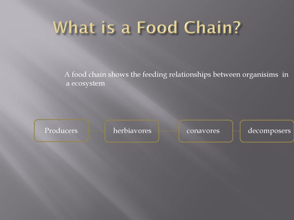 Food Chain By Colin Molinet Ppt Download food-chain-by-colin-molinet-ppt-download