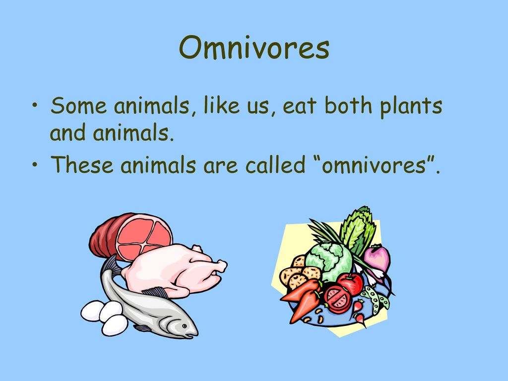 Producers and Consumers The Food Chain Biology Diagrams