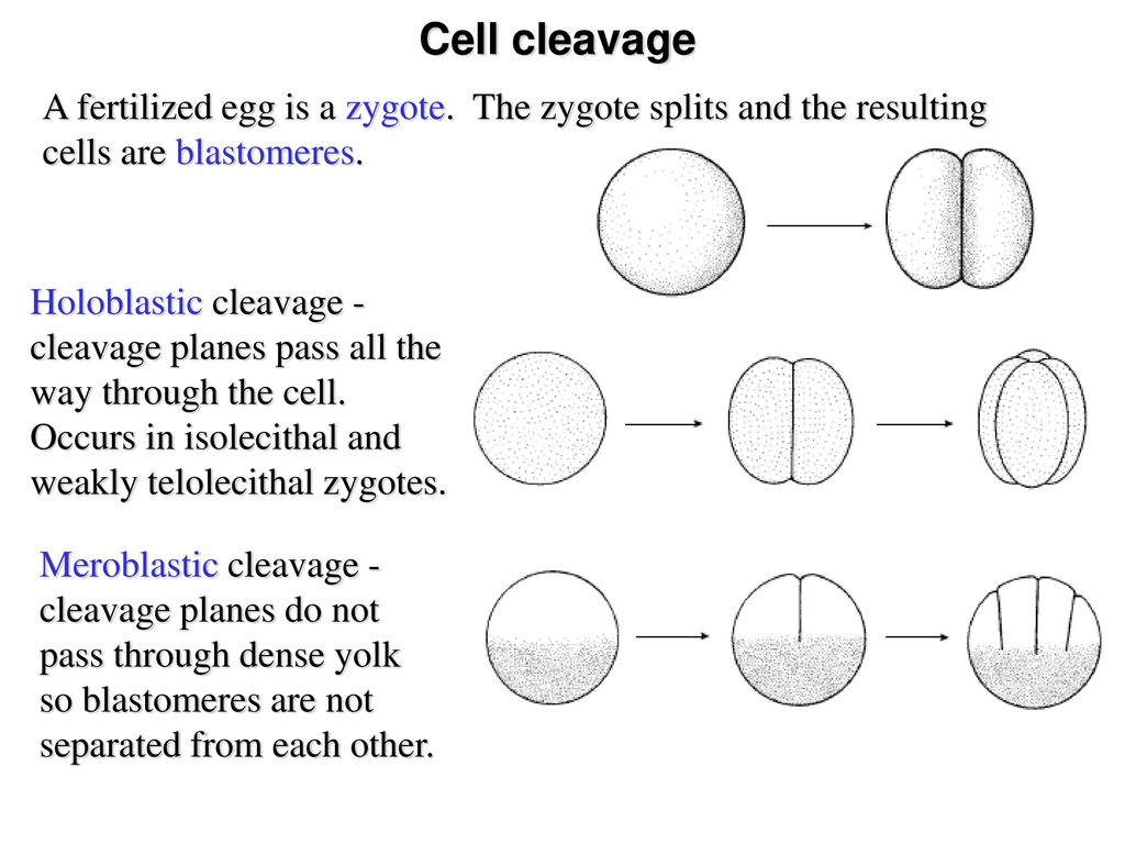 Development Types Of Eggs Cell Cleavage Radial Vs Spiral Ppt Download Cleavage may be total (holoblastic) or partial (meroblastic). eggs cell cleavage radial vs spiral