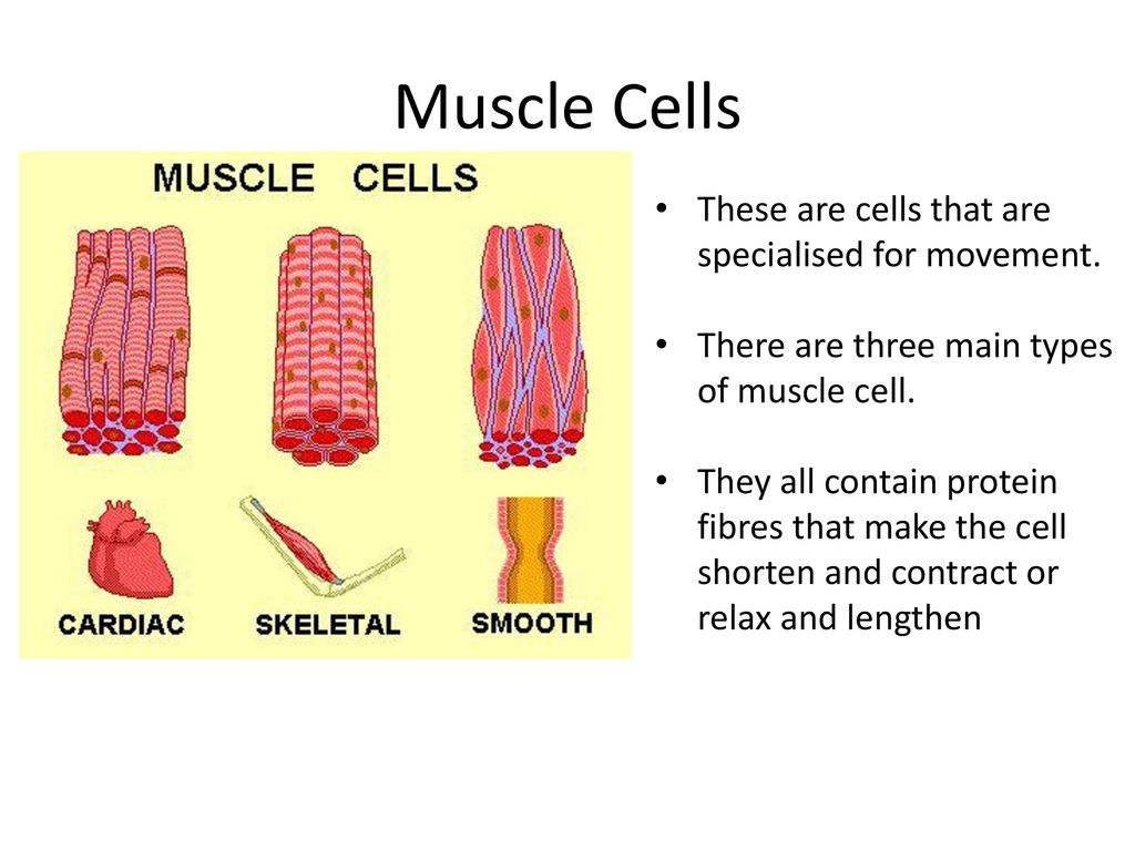 Muscles cells. Muscle Cell. There are … Types of muscles.. Primary muscle Cells. Types of muscular Proteins.