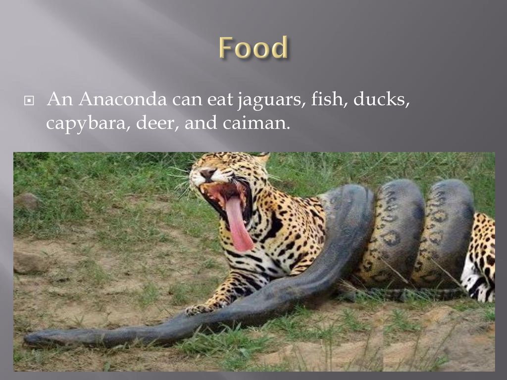 Anaconda By: Domenic Richey. - ppt download
