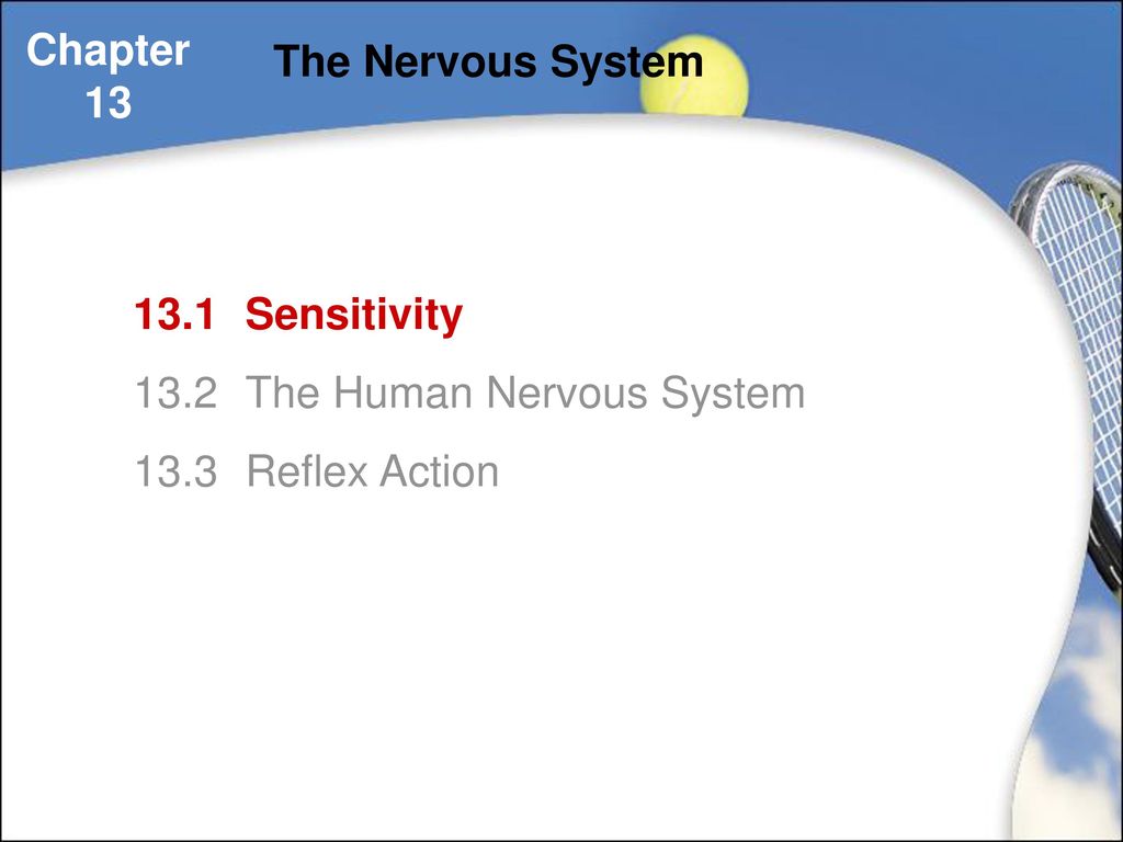 Chapter 13 The Nervous System Ppt Download