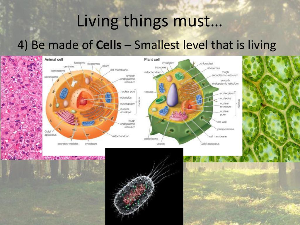Living things must… 4) Be made of Cells – Smallest level that is living