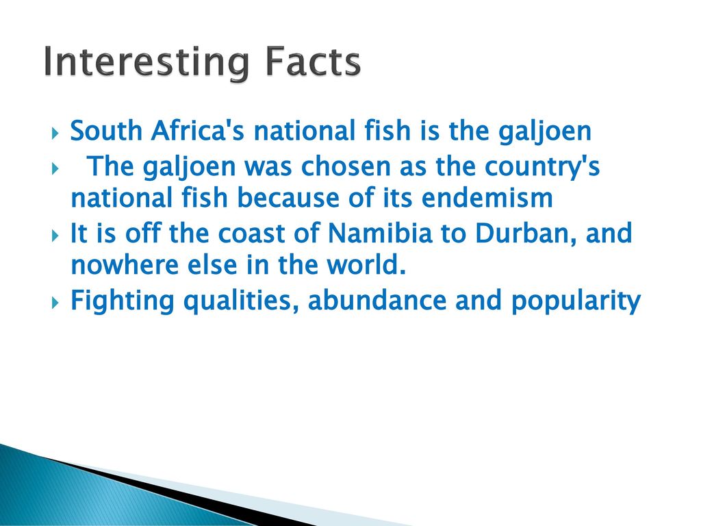 Interesting Facts South Africa s national fish is the galjoen