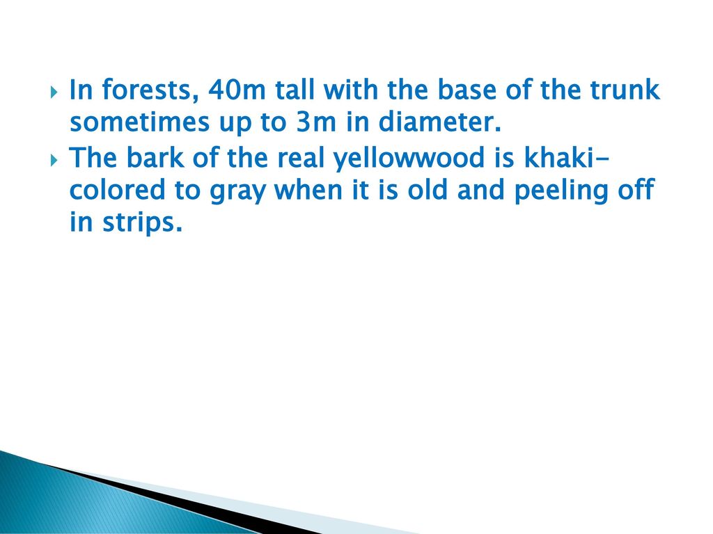 In forests, 40m tall with the base of the trunk sometimes up to 3m in diameter.