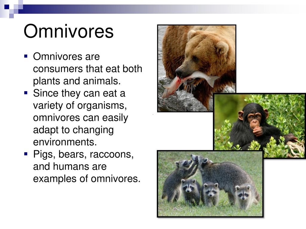 Producers, Consumers, Decomposers - ppt download