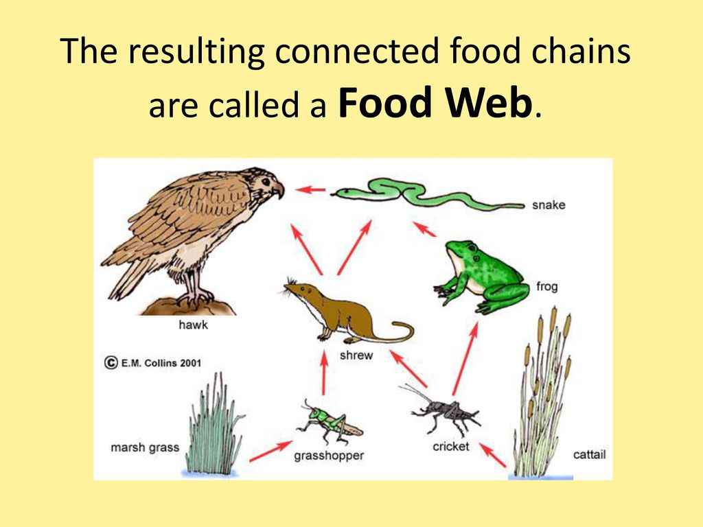 Ecology. - ppt download