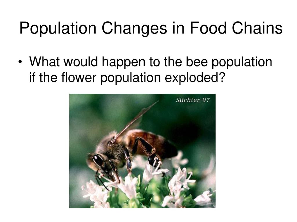 Food Chains and Levels of Organization in Ecology Biology Diagrams
