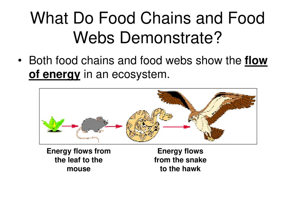 Food Chains and Levels of Organization in Ecology Biology Diagrams