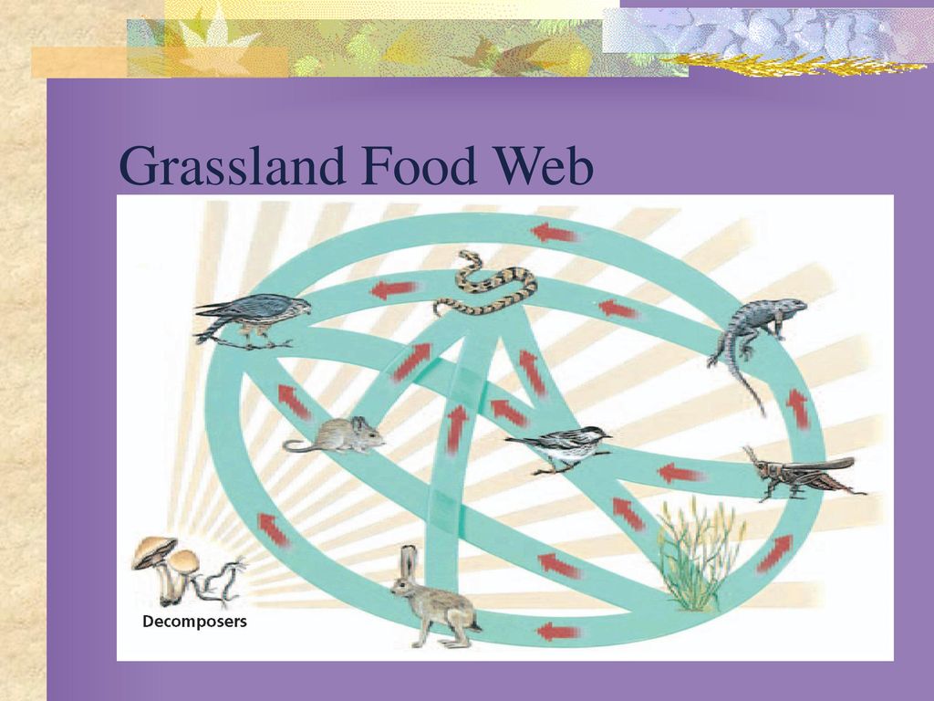 Energy flow in an ecosystem Biology Diagrams