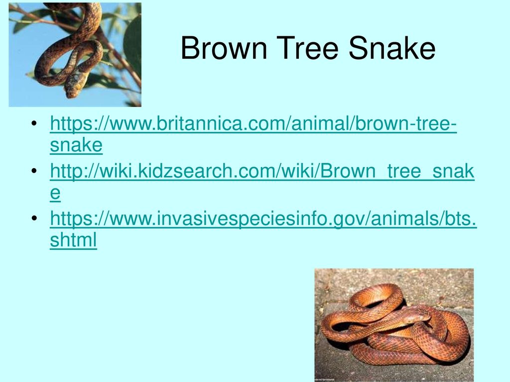Activity 73 Introduced Species Ppt Download
