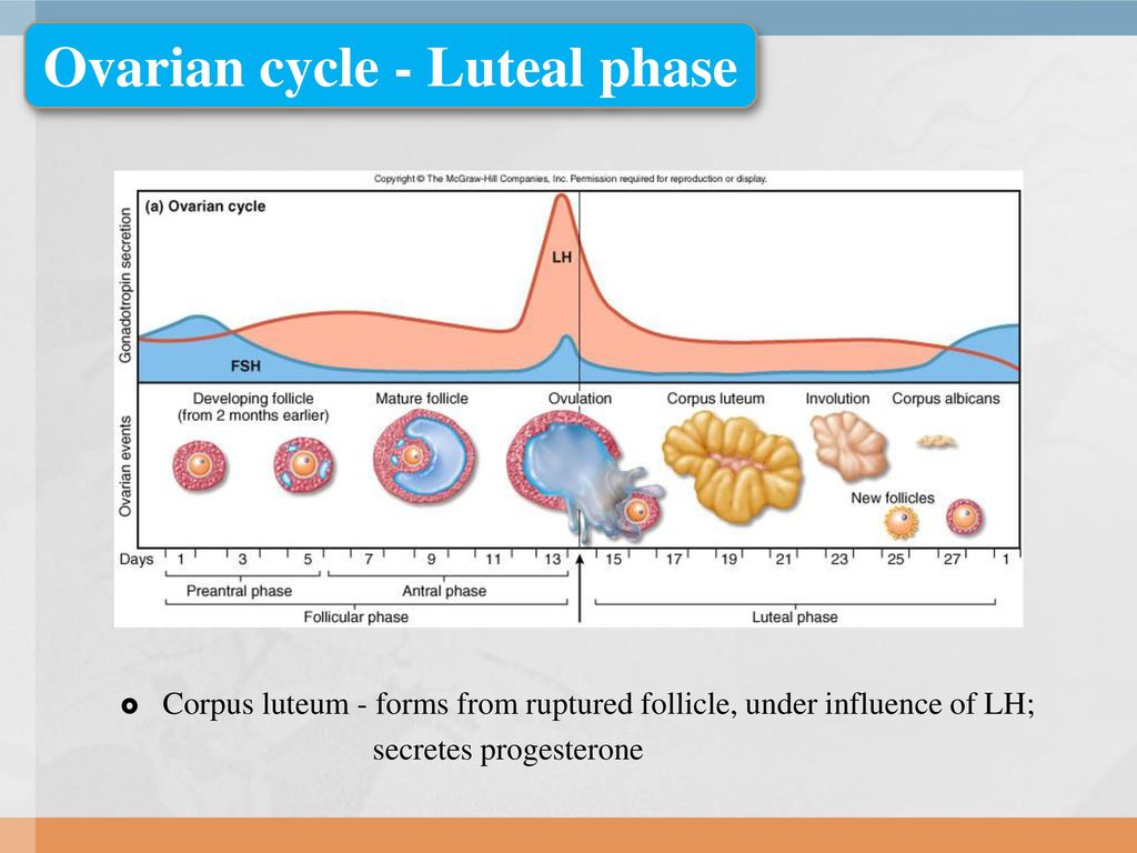 The luteal phase: what it is and why it is important - Fertilab Barcelona