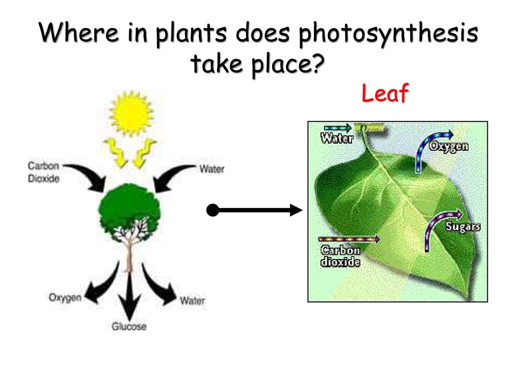 Common regents difficulties ppt download