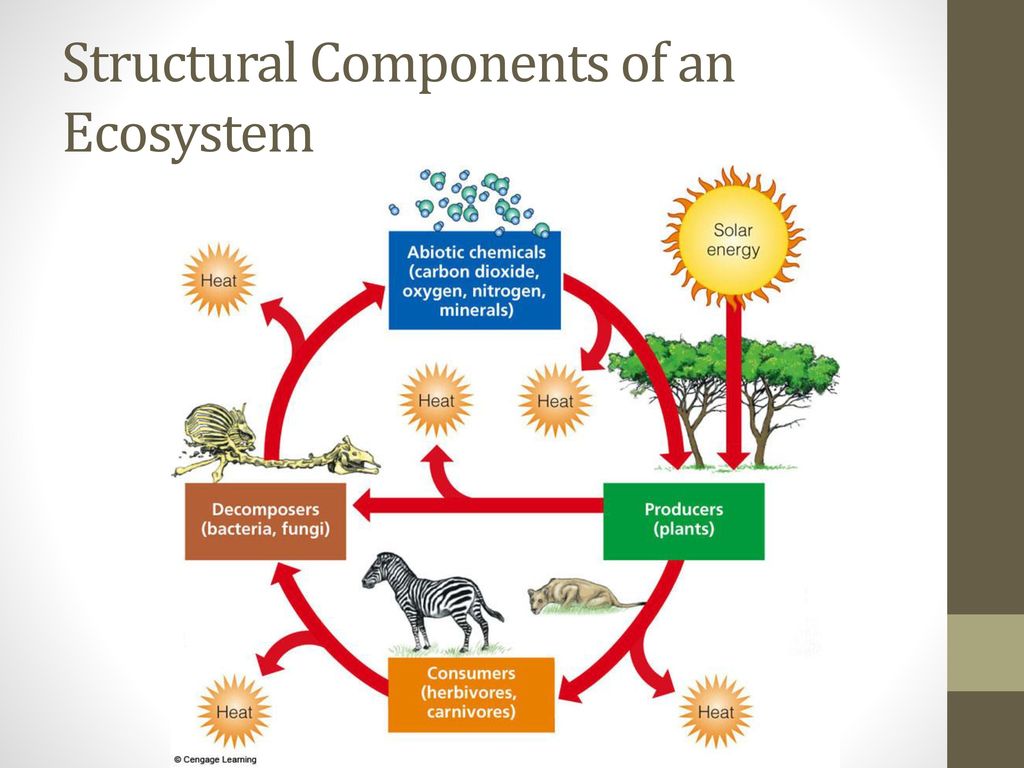 Components of life and ecosystems ppt download