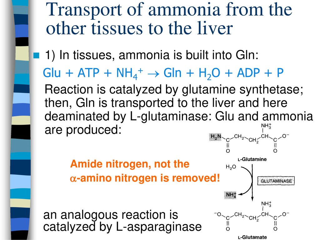 Detoxification Of Endogenous And Exogenous Compounds Ppt Download