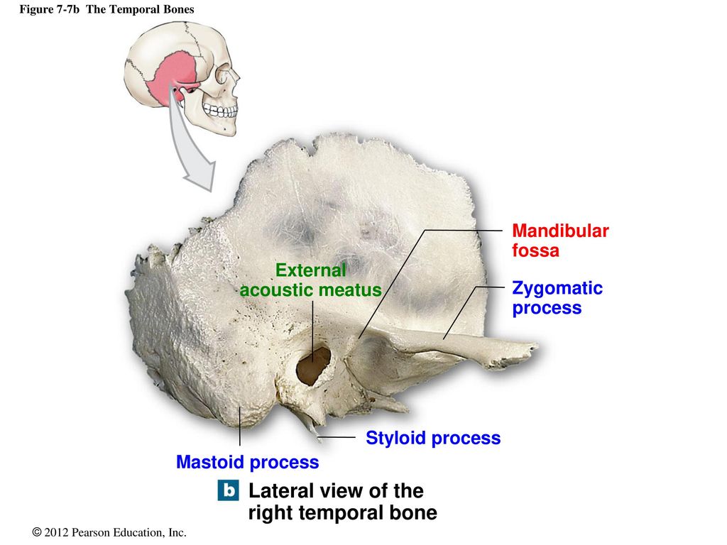 7 The Axial Skeleton. - Ppt Download