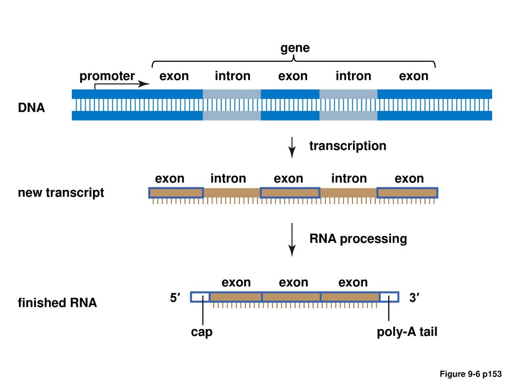 gene promoter exon intron exon intron exon DNA transcription exon