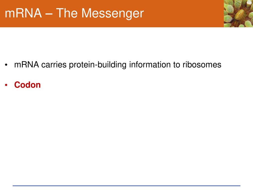mRNA – The Messenger mRNA carries protein-building information to ribosomes Codon
