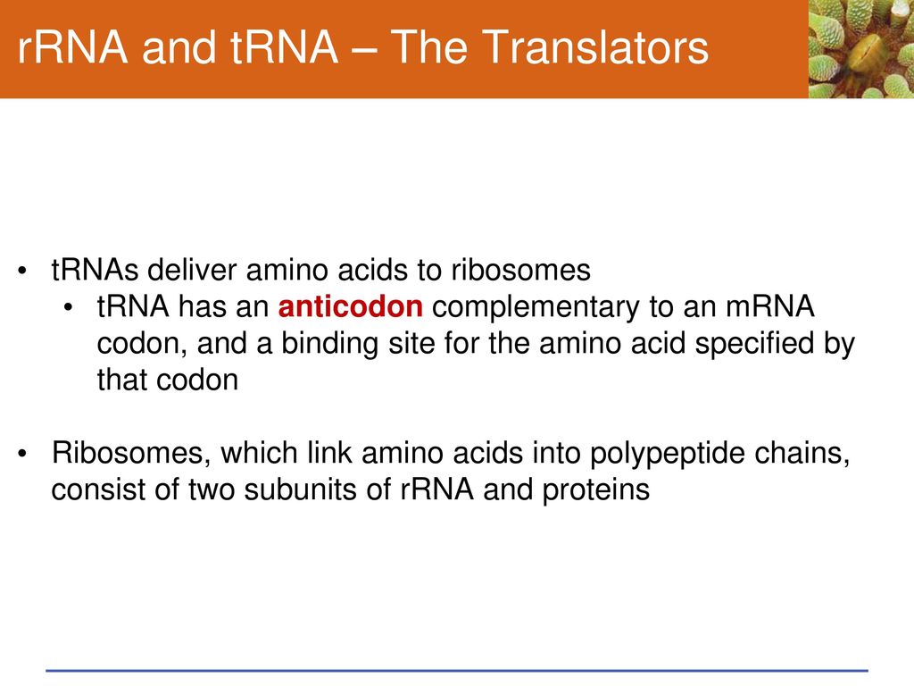 rRNA and tRNA – The Translators