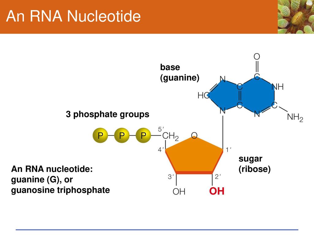 An RNA Nucleotide base (guanine) 3 phosphate groups sugar (ribose)