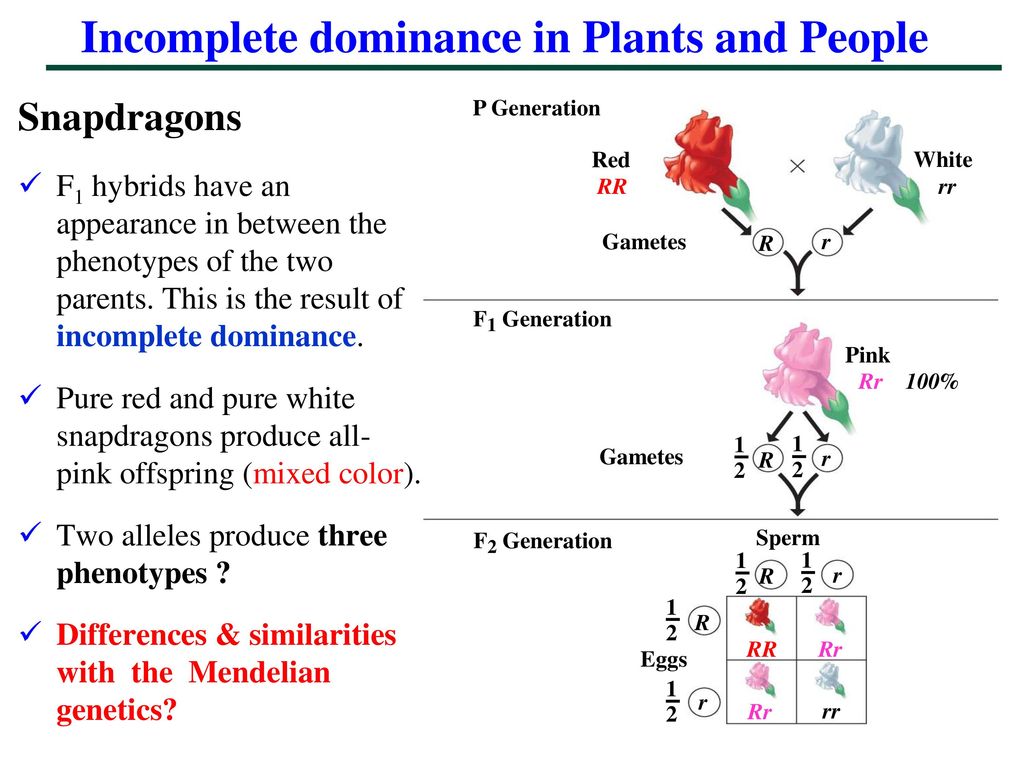Incomplete dominance in Plants and People.