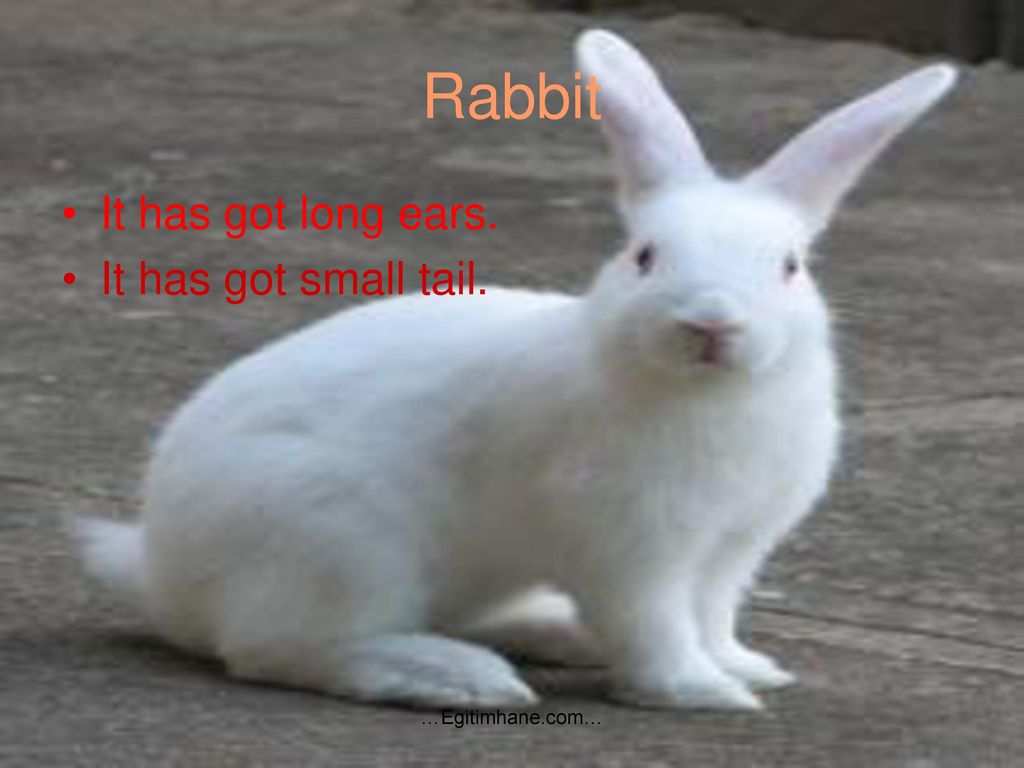 Rabbits have got long. A Rabbit has got long Ears. Why Rabbits have got long Ears сказка. Why Hares have got long Ears. Has a Rabbit got a long Tail.
