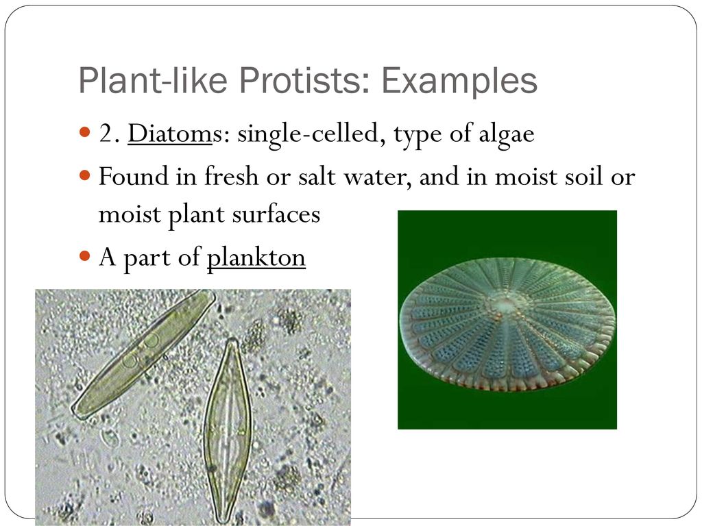 Single Celled Organisms - ppt download