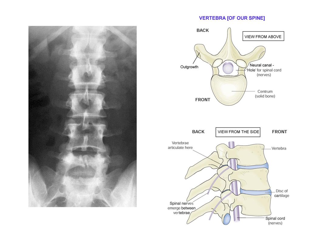 The Skeleton And Movement Ppt Download