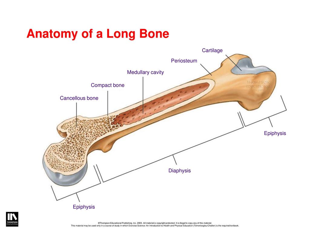 Long bone. Long Bone анатомия. Anatomy of long Bones. Cartilaginous анатомия. Anatomy of Tubular Bones.