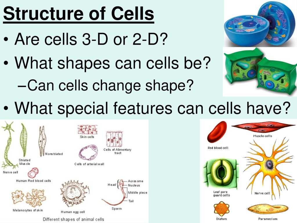 Ch. 2:2 (pgs ) Cell Parts & Their Jobs - ppt download