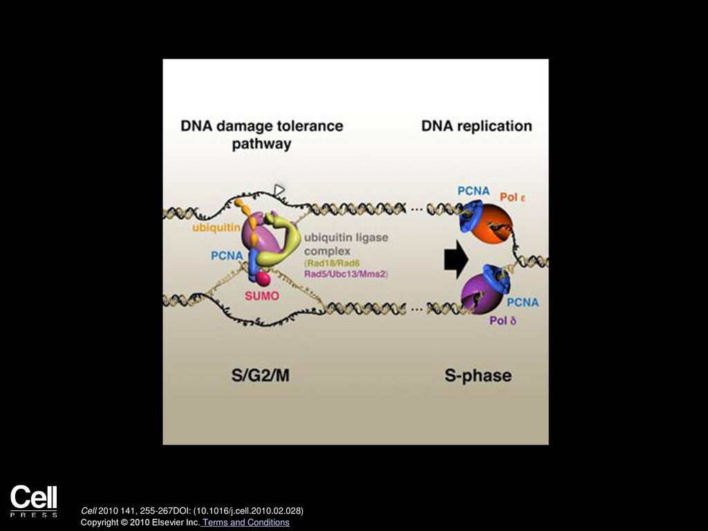 Cell , DOI: ( /j.cell ) Copyright © 2010 Elsevier Inc.